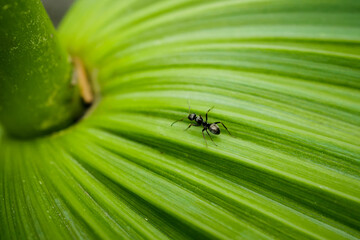 Nature Macro