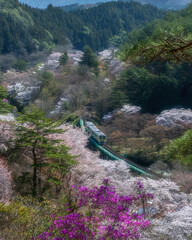 福島県矢祭町　桜咲く矢祭山公園と水郡線