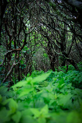 Obraz premium forest in the morning