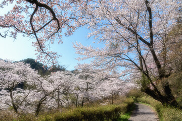 福島県矢祭町　桜咲く矢祭山公園と水郡線