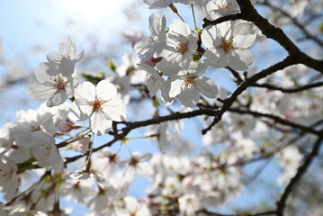 光を浴びる桜の風景