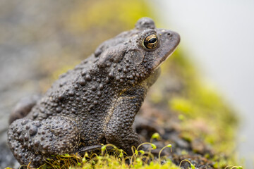 Close-up horizontal photo of Eastern American Toad (Bufo americanus) as he sits on side of pond.