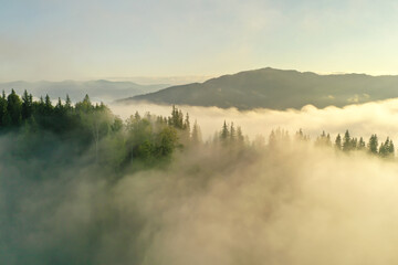 Aerial view of beautiful mountains and conifer trees on foggy morning