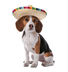 Cute little puppy with sombrero on white background