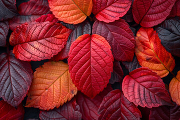 Fototapeta premium Vibrant autumn leaves displaying rich red and purple hues in a closeup view