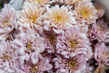 Beautiful FLOWERS come in various colors from roses to very beautiful lilies.