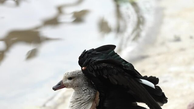 An image captures the dynamic movement of a crested duck flapping its wings beside the water