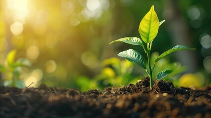 Young green plant growing in soil with sunlight - obrazy, fototapety, plakaty