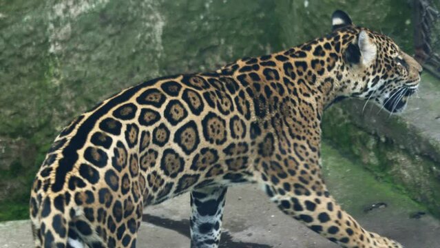 A spotted leopard walks beside a water pool within its zoo enclosure, exuding wild elegance