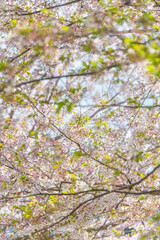 初夏の公園の葉桜