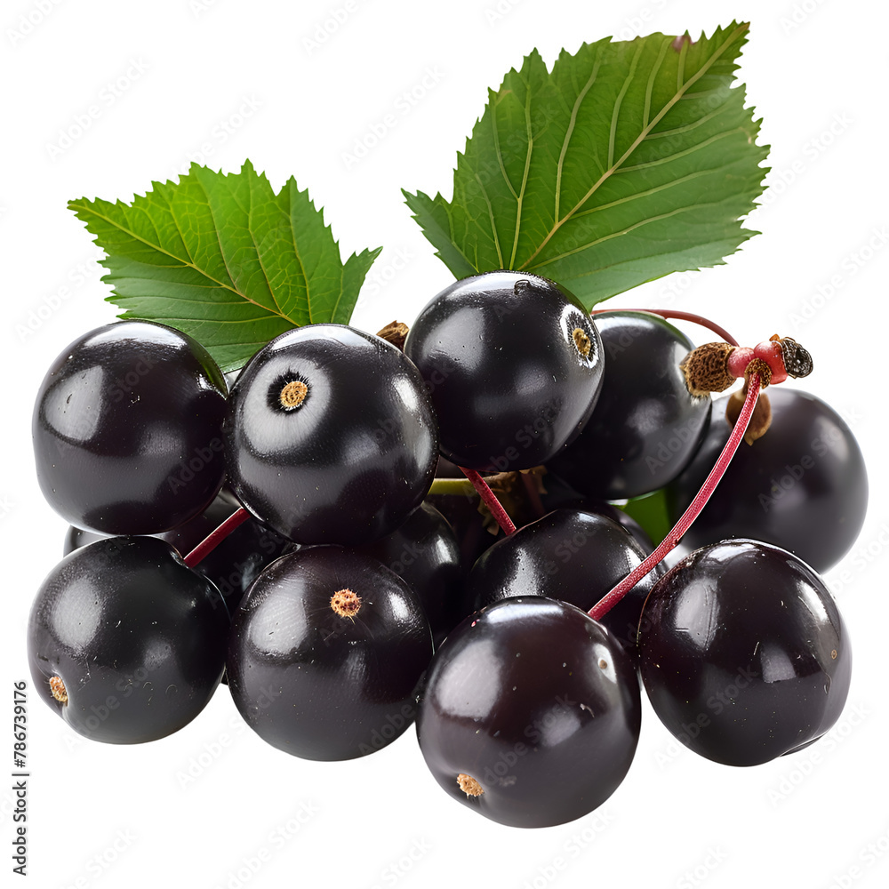 Wall mural an hd image of fresh chokecherries, their small, dark red to black fruits, clustered on branches, is