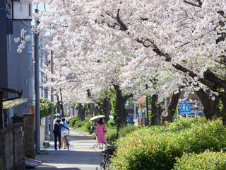 春の桜満開の住宅地で歩く人々の姿