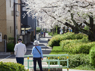 春の桜満開の住宅地で歩くシニア夫婦の姿