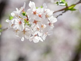 春の満開の桜の風景