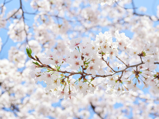 春の満開の桜の風景