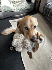 golden retriever puppy holding toys in mouth