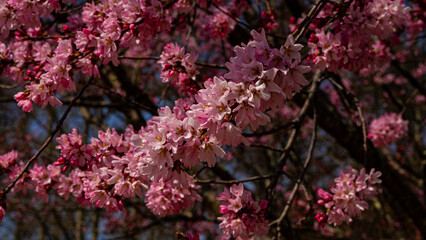 お花見　サクラの花　長野県大町公園