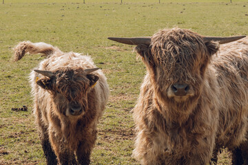 Scottish hairy bulls and cows close-up grazing in a paddock and chewing grass.Bighorned hairy red bulls and cows .Highland breed. Farming and cow breeding.Scottish cows in the pasture in the sunshine - 786742519
