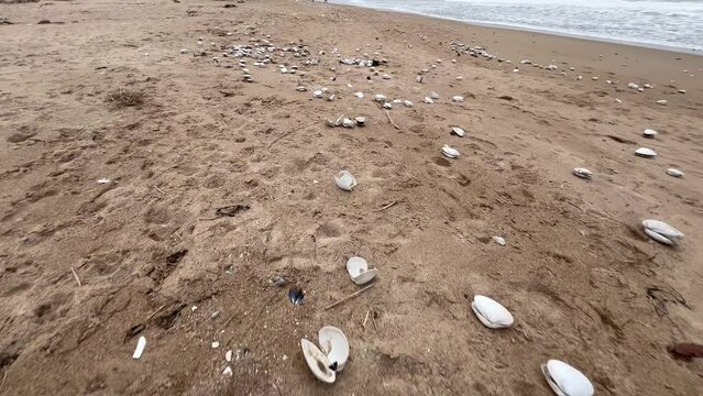 Clamshell Beach Seagull Buffet Table