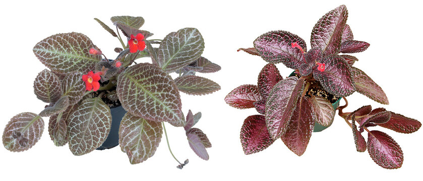 2 Episcia plants (Gesneriad family) - Jim's Silhouette and Coco cultivars, isolated on transparent background  isolated on transparent background