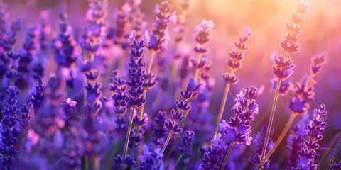 Muurstickers Vivid lavender blooms under a radiant sunset, portraying an enchanting and aromatic countryside scene. © tashechka