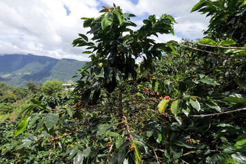 Fototapeta na wymiar view from a coffee plantation 