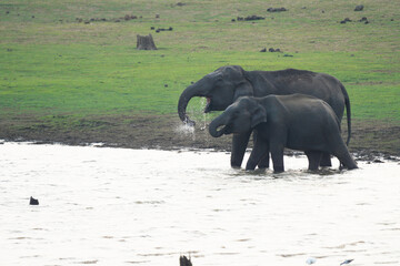 Mother and baby elephants in a river