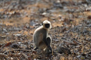 Hanuman langoor monkey