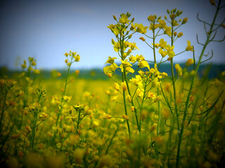 Obraz premium Yellow field