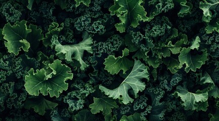 Lush Kale Leaves Background - obrazy, fototapety, plakaty