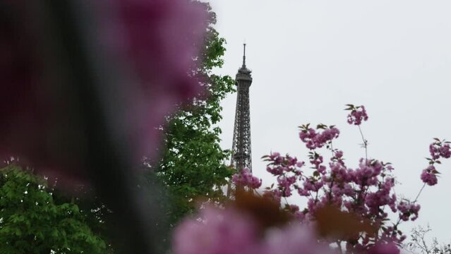 Paris eiffel tower reveal behind cherry blossom flowers morning light slow motion