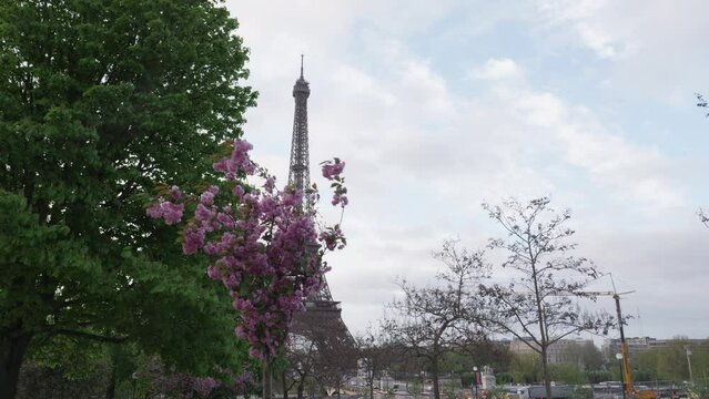 Morning spring in Paris with cherry blossom at eiffel tower with a wide angle lens dolly forward between flowers