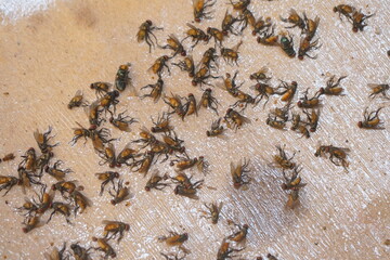 dozens of flies were caught in a paper fly trap