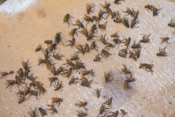 dozens of flies were caught in a paper fly trap