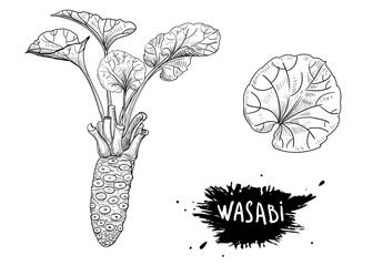 Hand drawn sketch black and white illustration of wasabi, root, leaf. Vector illustration. Elements in graphic style label, sticker, menu, package. Engraved style illustration.