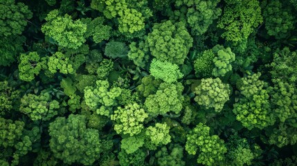 Aerial top view forest tree, Rainforest ecosystem and healthy environment concept and background,