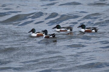 Fototapeta premium Ducks on the water 