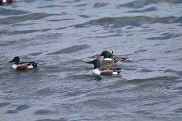 Ducks on the water 
