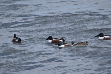 Waterfowl at the waste water