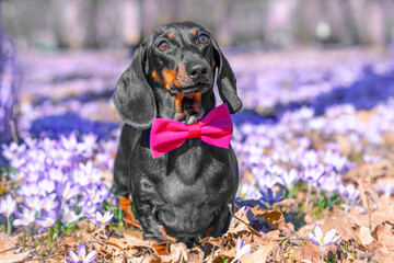 Dachshund dog in bright bow tie stand in clearing of blooming crocuses on walk on sunny spring day Puppy celebrate birthday in park in nature, accepts gift, congratulations on holiday Mother day card