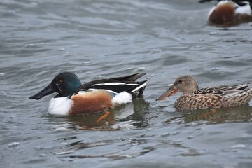 Waterfowl at the waste water