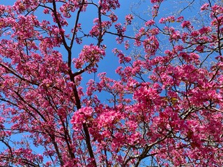 Pink flowers blooming on tree in spring with clear blue sky background - 786750969