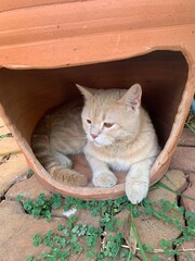 A light-colored cat lounges in a clay pot house.