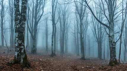 Obraz premium Panorama of foggy forest. Fairy tale spooky looking woods in a misty day. Cold foggy morning in horror forest