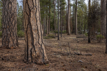 Beautiful ponderosa pine forest with its textured puzzle like bark in the Southern Oregon Cascades. - 786752332