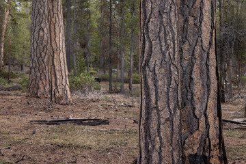 Beautiful ponderosa pine forest with its textured puzzle like bark in the Southern Oregon Cascades. - 786752367
