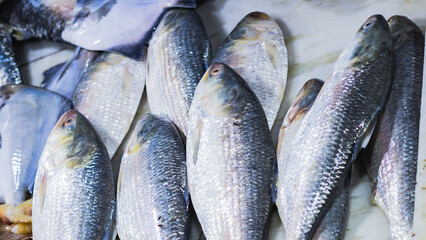 Raw hilsa fish or ilish or kept in fish market for selling. Tenualosa ilisha is a fish of herring family. This salt water edible fish is very famous in Bengali culture as a delicacy.