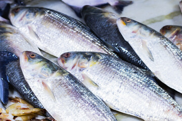 Raw hilsa fish or ilish or kept in fish market for selling. Tenualosa ilisha is a fish of herring family. This salt water edible fish is very famous in Bengali culture as a delicacy.