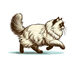 Ragdoll Cat hand drawn vector illustration