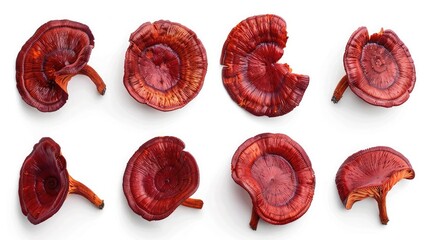 Flat lay of Red Reishi Mushroom isolated on white